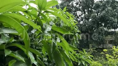 强烈的风暴落在芒果树的绿叶上
